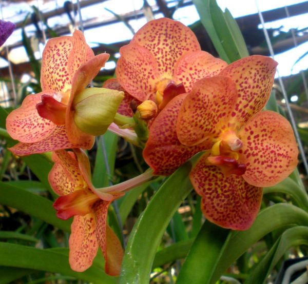 cultivo-de-la-orquidea-vanda-06