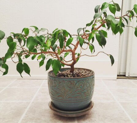 cultivo-y-cuidados-del-ficus-benjamina-01