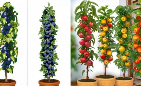 Resistencia Preludio Ciego Cultivar árboles frutales en columna