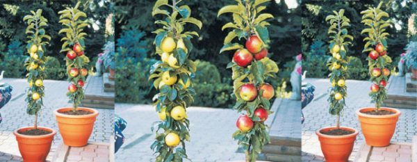 Cultivar árboles frutales en columna