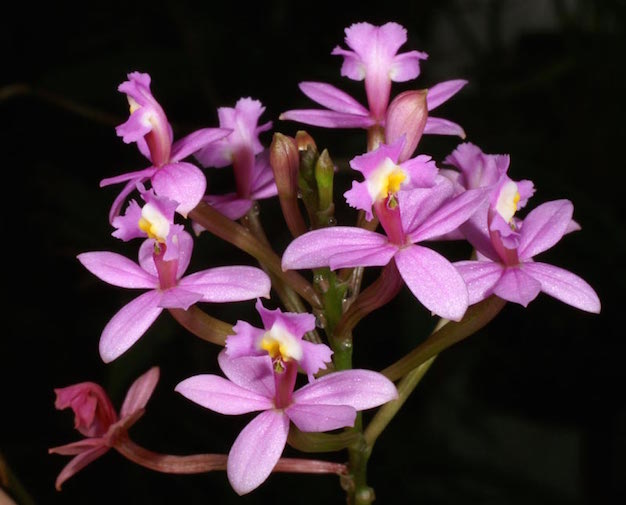 epidendrum-orquidea-1