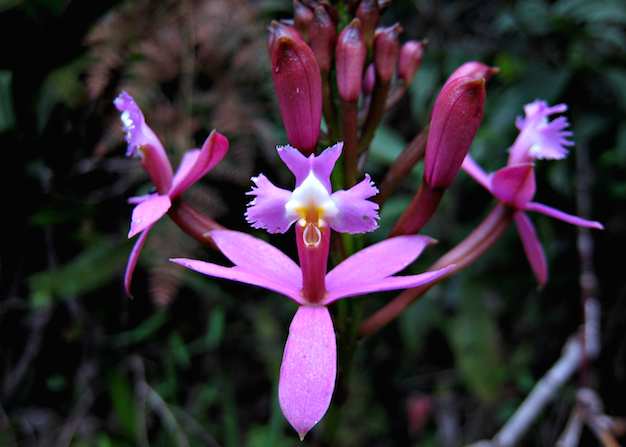 epidendrum-orquidea-2