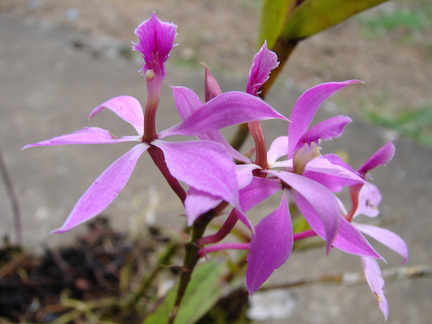 epidendrum-orquidea-3