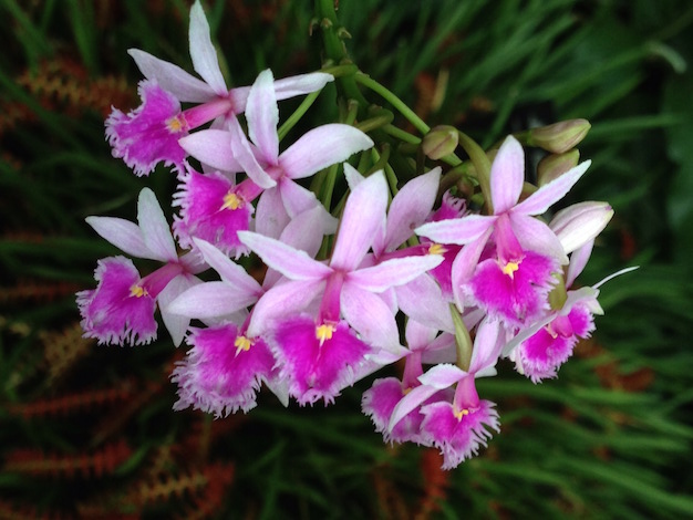 epidendrum-orquidea-4