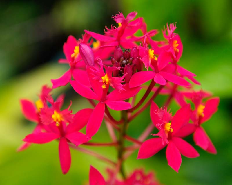 epidendrum-una-orquidea-robusta-y-elegante-02