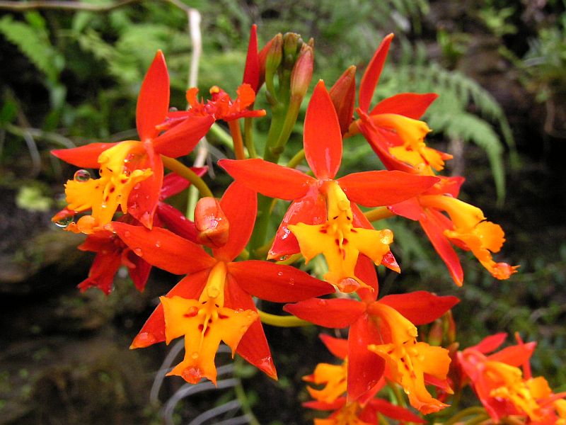 epidendrum-una-orquidea-robusta-y-elegante-03