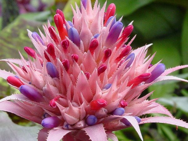 la-bromelia-fasciata-01