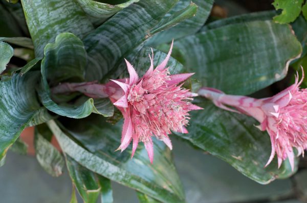 Urn Pine (Aechmea fasciata)