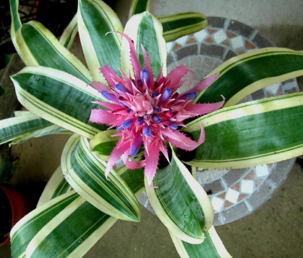 la-bromelia-fasciata-03