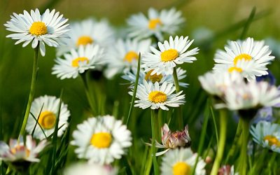 las-mejores-plantas-para-un-jardin-de-hierbas-aromaticas-03