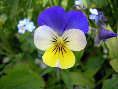 las-mejores-plantas-para-un-jardin-de-hierbas-aromaticas-05