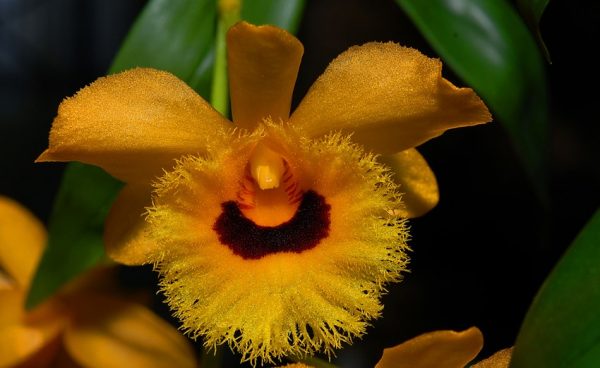 orquidea-dendrobium-fimbriatum-var. oculatum-03