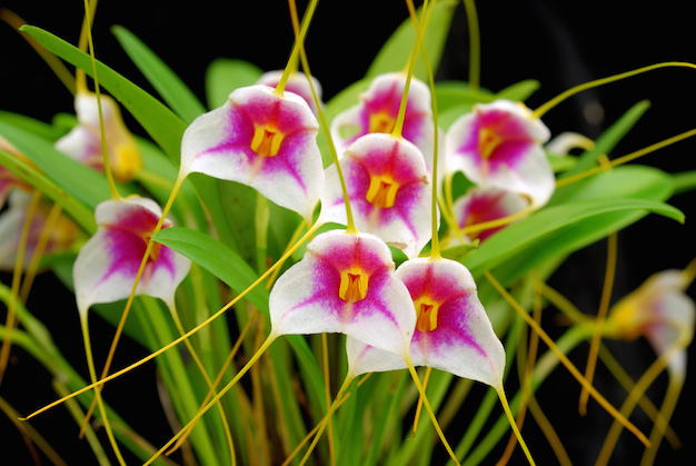 orquidea-masdevallia