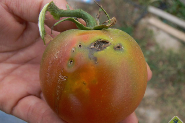 te-jengibre-para-la-oruga-del-tomate-2