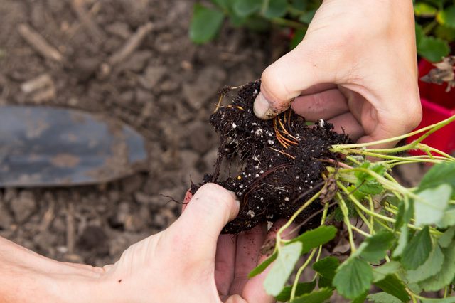 tips-para-cultivar-fresas-03