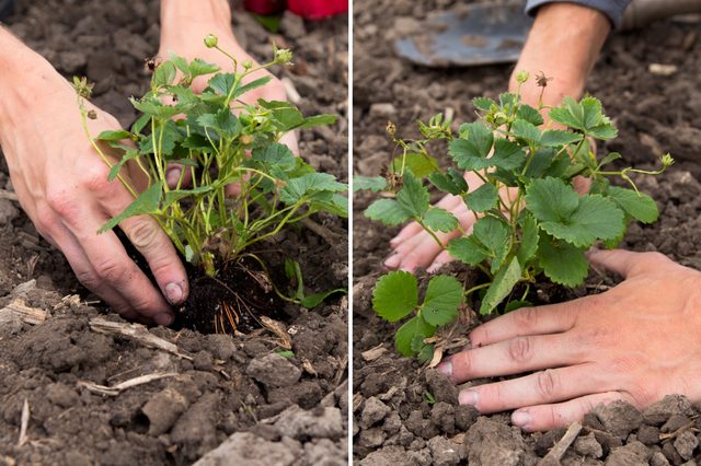 tips-para-cultivar-fresas-05