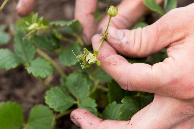 tips-para-cultivar-fresas-08