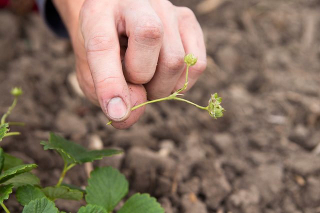 tips-para-cultivar-fresas-09