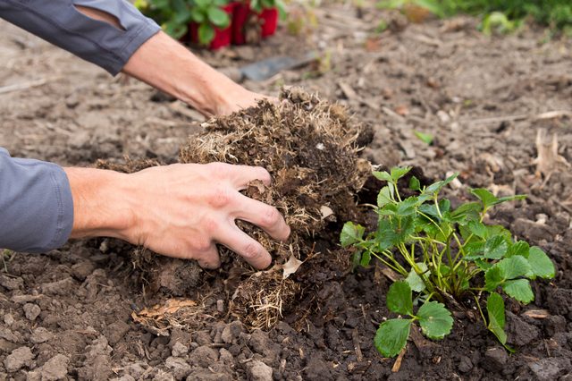 tips-para-cultivar-fresas-10