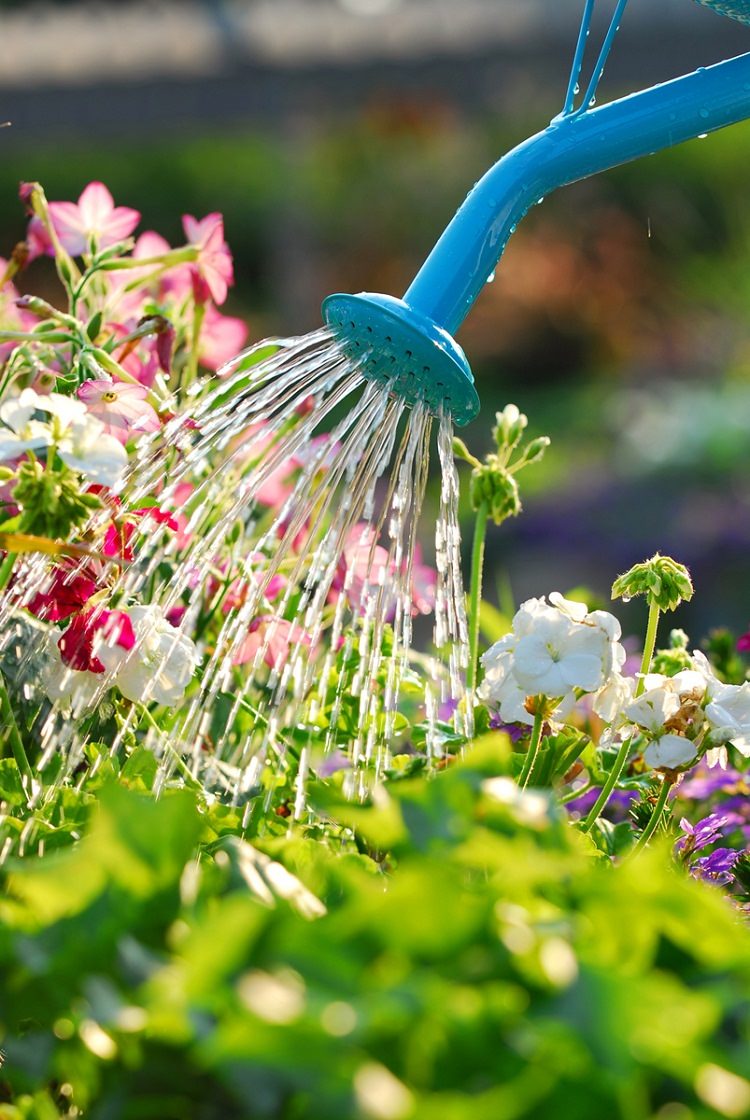 Watering flowers