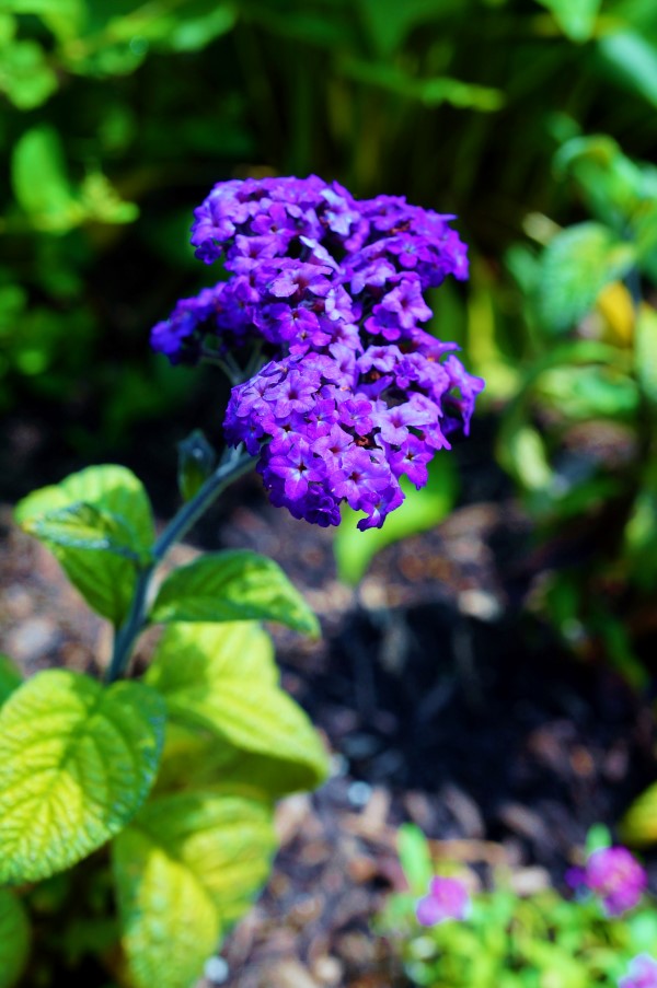 Fragrant blue heliotrope flower