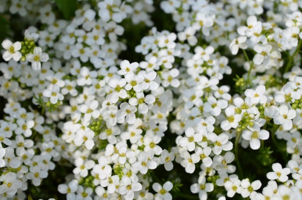 Sweet Alyssum (Lobularia maritima). Bed with white flowers