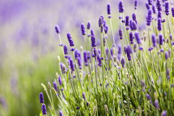 Beautiful blooming lavender closeup on Olympic Pennisula in Washington