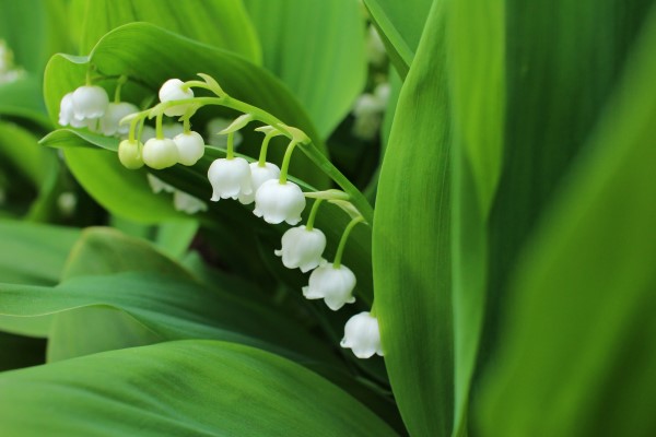 Lily of the valley, which bloom in the garden