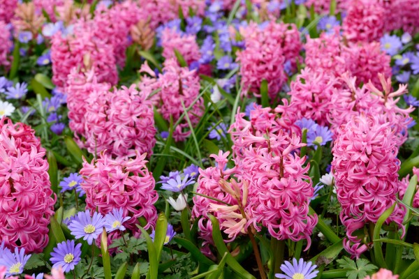 hyacinth and anemone in the nature