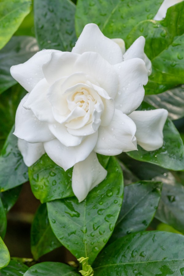 White blooming Gardenia flower with shiny green leaves