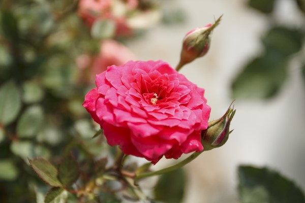 Rose flower