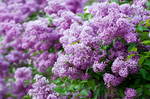 Branch of lilac flowers with the leaves, floral background