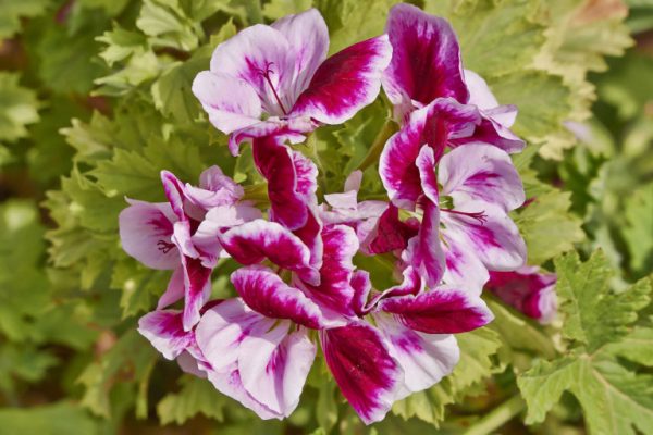 pelargonium flowers closeup