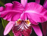 imagen Consejos para tener orquídeas saludables