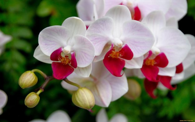 Orquideas-Blancas