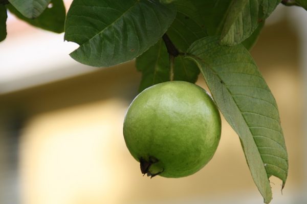 cualidades-beneficiosas-de-las-hojas-de-guayaba-02