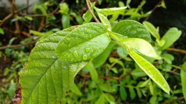 cualidades-beneficiosas-de-las-hojas-de-guayaba-04