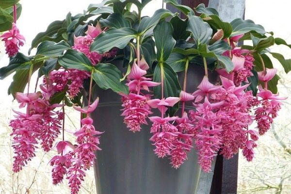 cultivo-y-cuidados-de-la-medinilla-magnifica-02