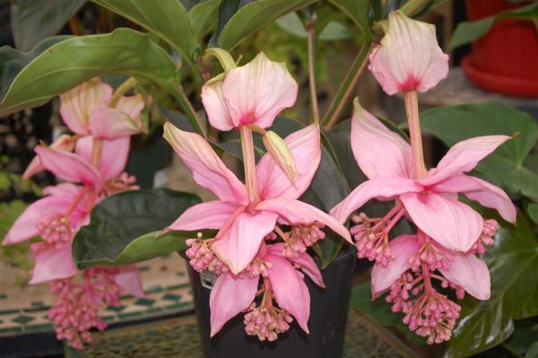 cultivo-y-cuidados-de-la-medinilla-magnifica-03