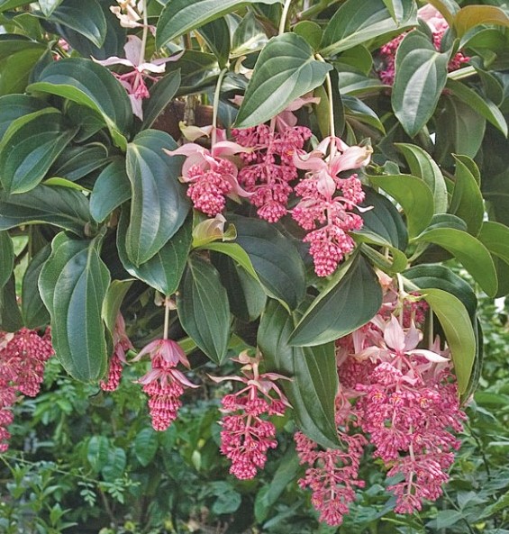 cultivo-y-cuidados-de-la-medinilla-magnifica-04