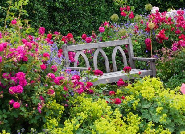 Wooden bench and colourful planting of Rosa and Alchemilla at RHS Rosemoor garden, Devon