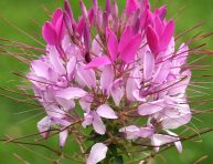 imagen Características y cultivo de la Cleome hassleriana