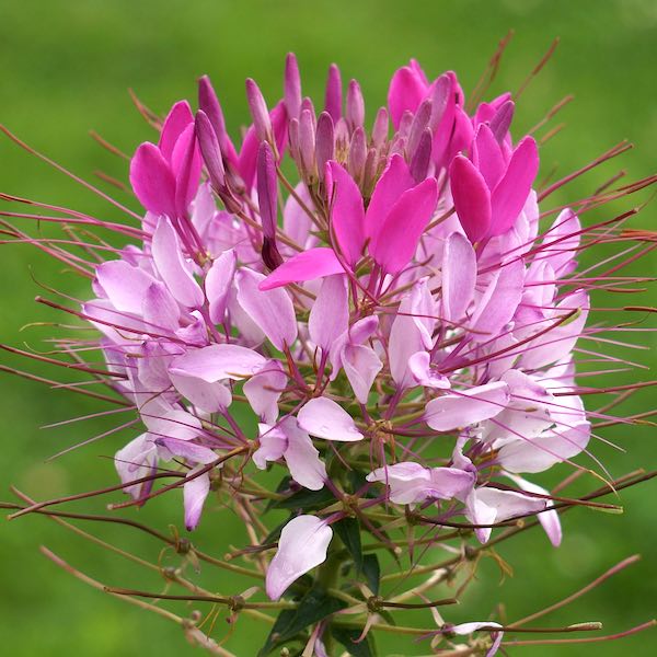 caracteristicas-y-cultivo-de-la-cleome-hassleriana-01