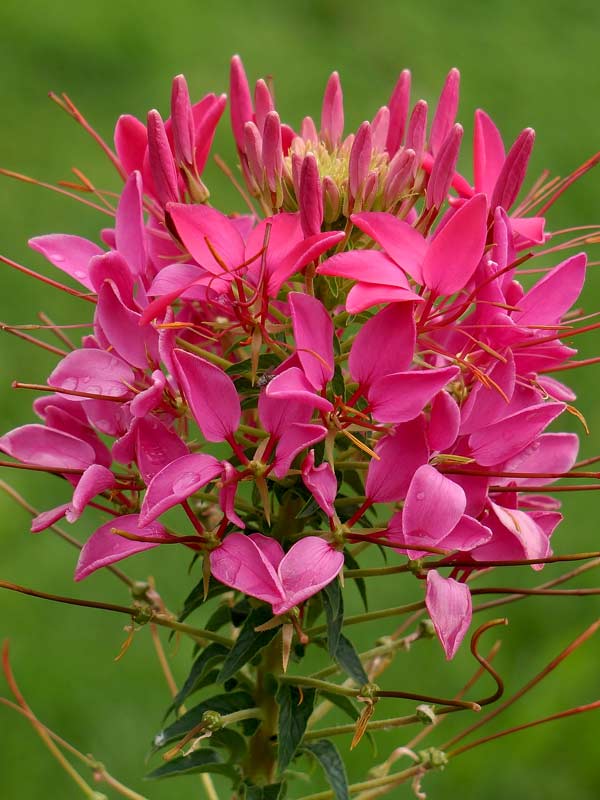 caracteristicas-y-cultivo-de-la-cleome-hassleriana-02