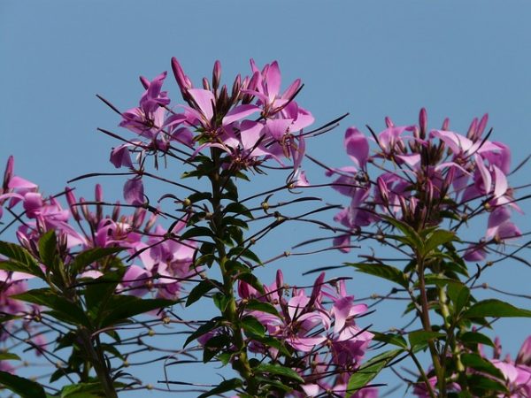 caracteristicas-y-cultivo-de-la-cleome-hassleriana-03