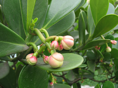 caracteristicas-y-cultivo-de-la-clusia-fluminensis-02