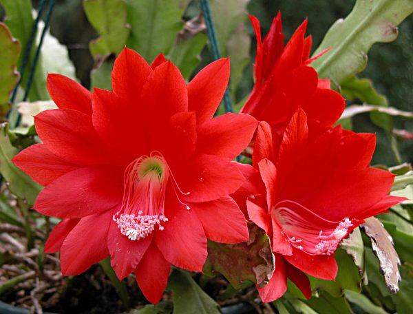 Características y cultivo del cactus orquídea