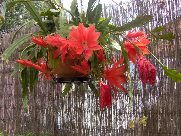 Características y cultivo del cactus orquídea