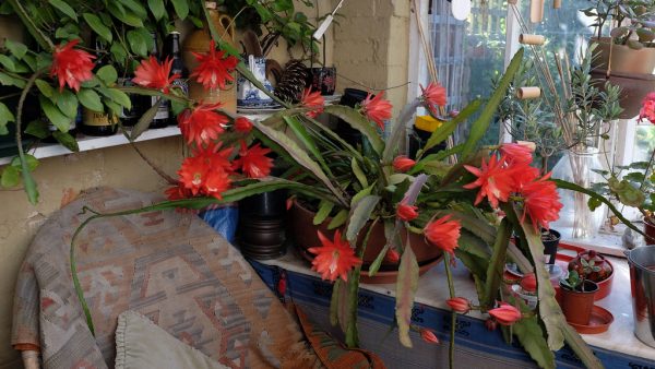 Características y cultivo del cactus orquídea