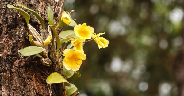 como-cultivar-orquideas-sobre-los-arboles-01